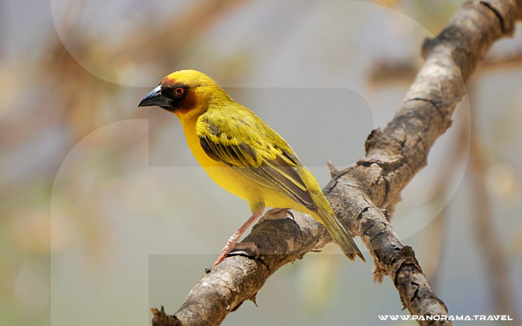 Oman Birdwatching Tour