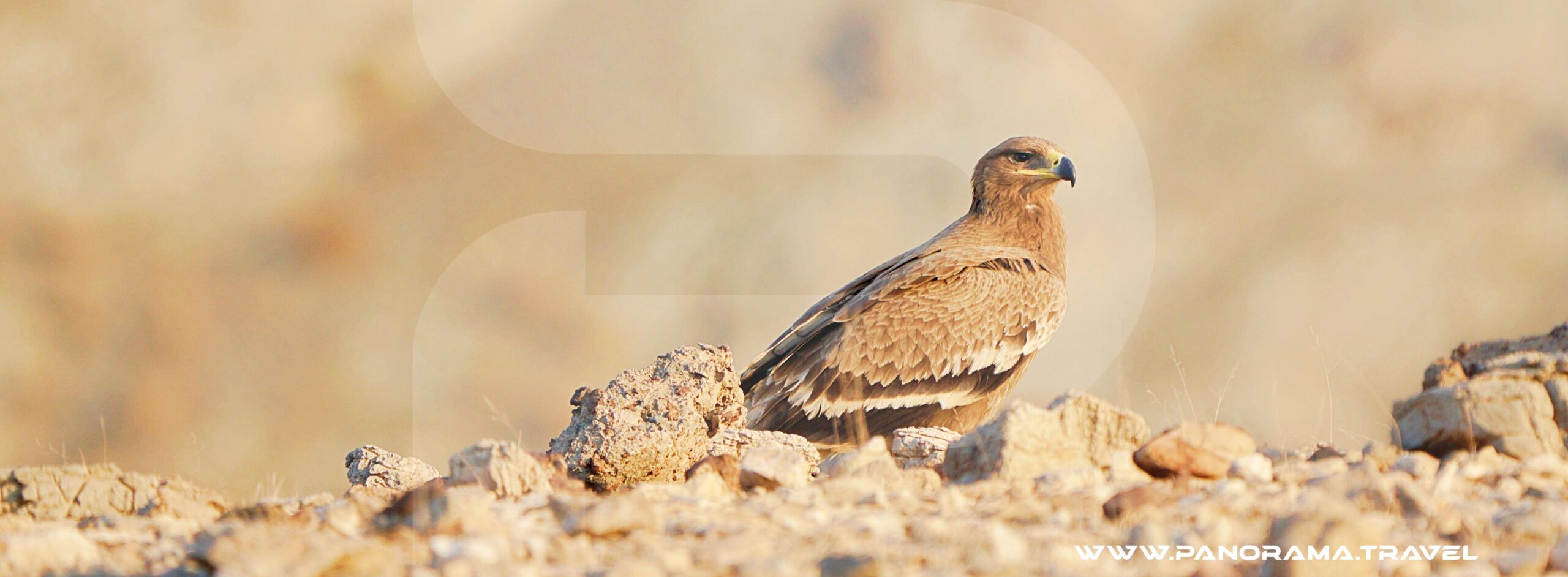 Oman Birdwatching Tours