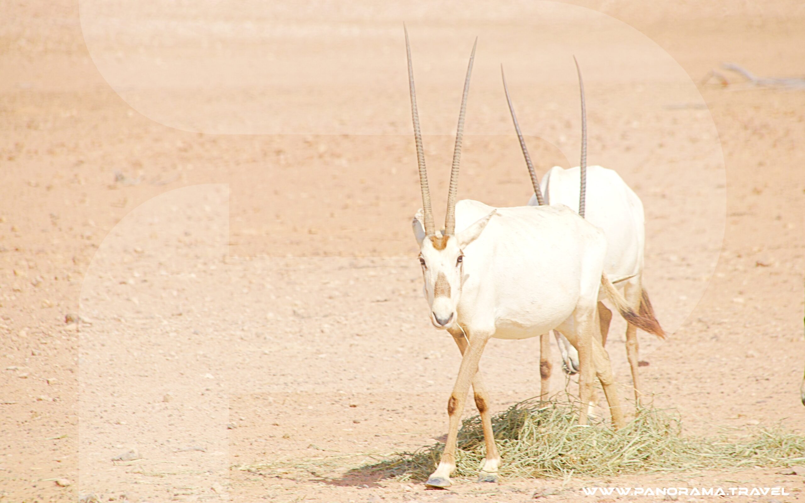 Oman Wildlife Trip & Nature Tours