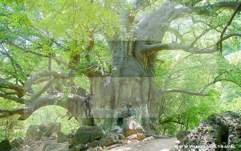 Bobab Trees Dhofar Salalah
